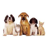 pet odor